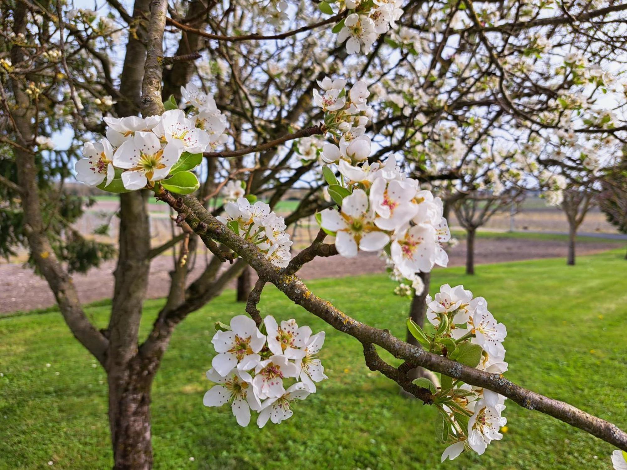 Apartamento La Metairie Au Milieu Des Vignes Réaux Exterior foto